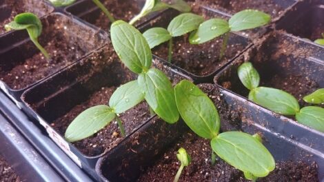 5 Tips for Planting Seeds Inside Image